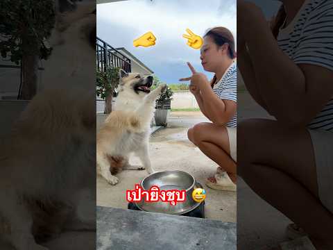 เป่ายิงชุบกับน้องบูก้า✌️🐶🤣 #ลองดู #ฮาๆขําๆ #หมูหมีจัดให้ #เอ็นจอยคับผม #สัตว์เลี้ยงน่ารัก thumbnail