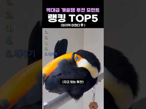 역대급 개꿀잼 투칸 모먼트 랭킹 TOP5 thumbnail