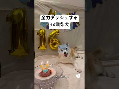 全力ダッシュする16歳柴犬　#老犬　#シニア犬　#柴犬　#犬 thumbnail