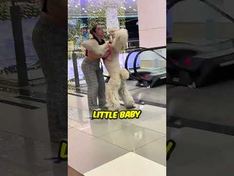 This Girl’s Poodle Has a Very Funny Problem ?? thumbnail