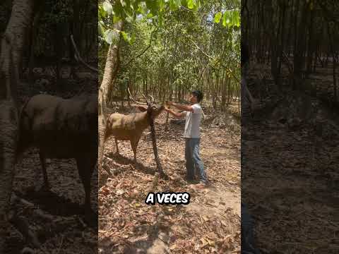 NO te vas a CREER lo que OCURRIÓ cuando el CHICO AYUDÓ al ANIMAL thumbnail