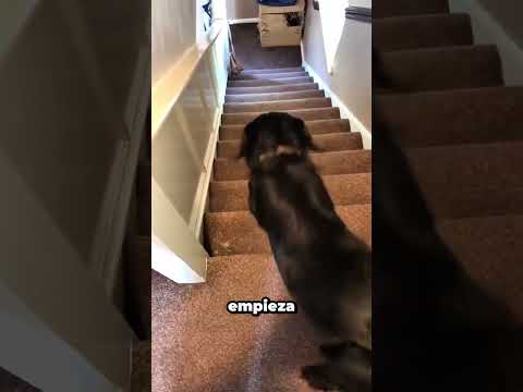 Pensaba que estaba a salvo bajando por esas escaleras… 🚩 #dog #fail #shorts thumbnail