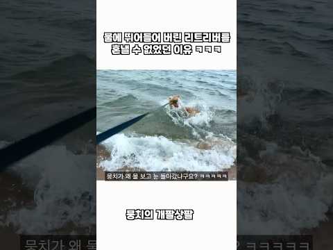 물에 뛰어들어 버린 리트리버를 혼낼 수 없었던 이유 (진짜 이건 인정) thumbnail
