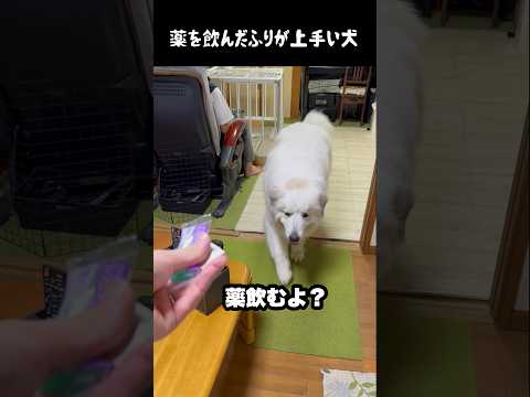 お薬を上手に飲むふりする愛犬　#greatpyrenees #大型犬のいる生活 #大型犬 #大型犬と暮らす #グレートピレニーズ #ゴールデンレトリバー #犬のいる生活 #愛犬 #癒し thumbnail