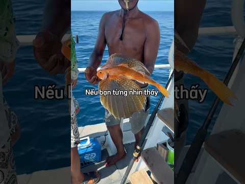 Nếu bắt được con cá này đừng làm cho nó bay lên 😑 thumbnail