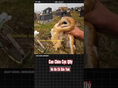 Con Chim Quý Và Bà Cô Xấu Tính ! thumbnail