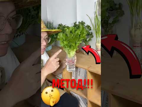 🥬 Как вырастить зелень прямо на кухне! #зелень #кухонныйлайфхак #выращиваниедома thumbnail