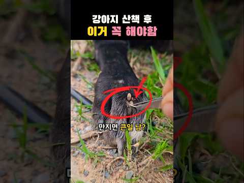 강아지 발가락 사이에서 이거 계속 나옴… thumbnail