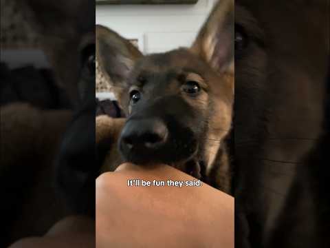 Puppys 😂 thumbnail