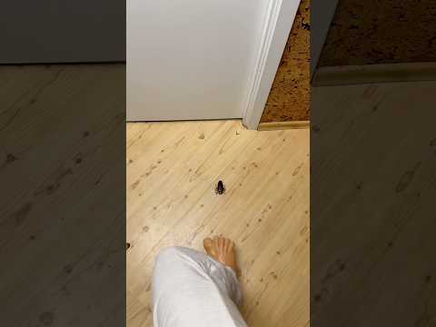 Don't look down... 😰🦗 thumbnail