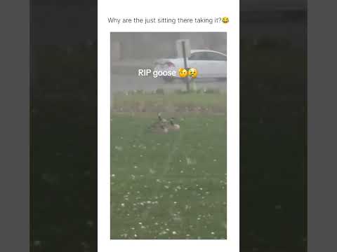 They’re smart, facing hail head-on gives the smallest target to protect their head. thumbnail