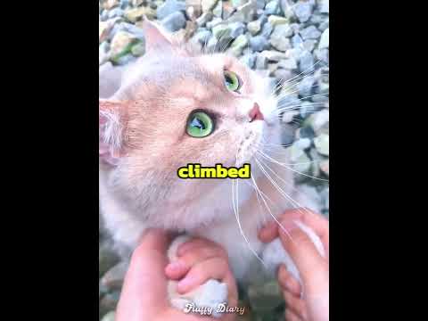 This cat made his owner rich ??? thumbnail