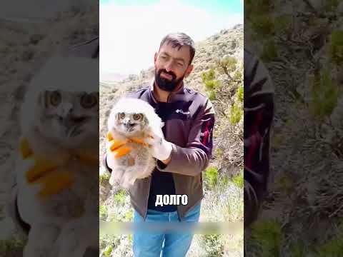 Девочка нашла замерзающих совят У СКАЛ🧗‍♀️🦉😱 thumbnail