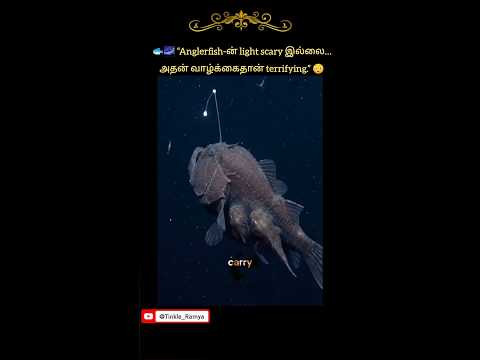 🐟🌌 “Anglerfish-ன் light scary இல்லை… அதன் வாழ்க்கைதான் terrifying.” 😳 thumbnail