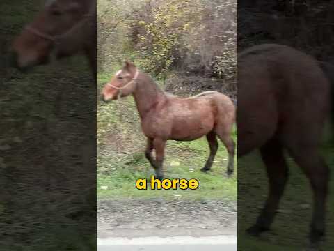 A HORSE on the road! thumbnail