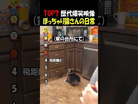 ぽちゃカワ猫さんの日常 thumbnail