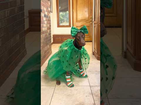Who’s your favorite?☘️🐾💚 thumbnail