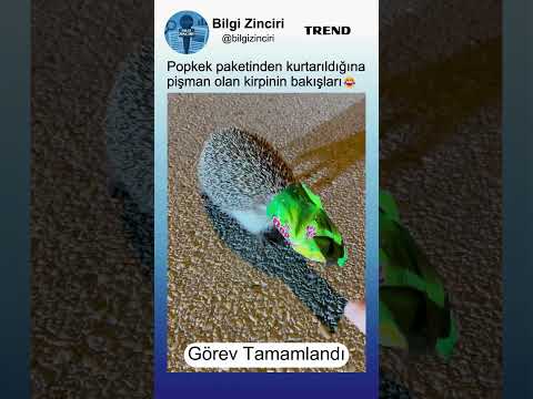Popkek Ambalajından Kurtarılan Kirpinin Hayatı Sorgulayan Bakışları?? thumbnail