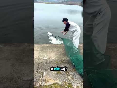 Thuyền bắt cá không xuống dưới ao #shorts thumbnail