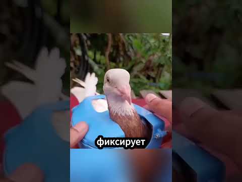 Зачем голубей фиксируют этим синим устройством? thumbnail