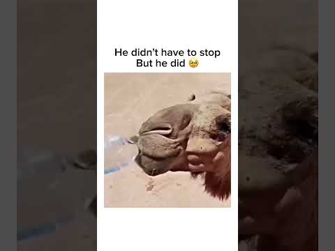 He didn't have to stop. But he did 🫶🏻 follow for more  #shorts thumbnail