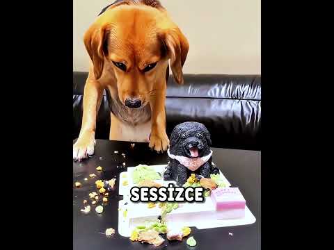 Köpek Doğum Gününde Dostunu Özledi ?? #shorts thumbnail