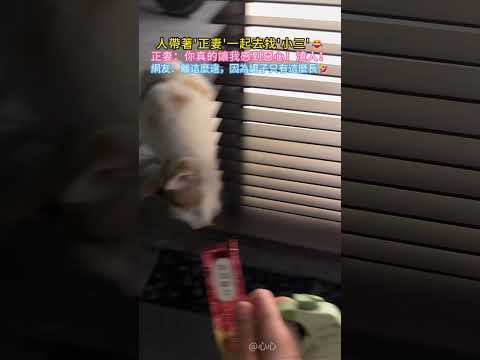 人帶著'正妻'一起去找'小三'😂…正妻🐱：你真的讓咪感到惡心💢❗渣人❗網友：離這麼遠，因為繩子只有這麼長😂 #cat #cute #funny #shorts #funnyshorts thumbnail