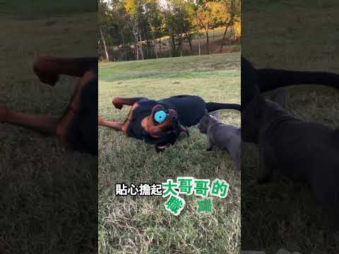 高冷大狗溫柔接納狗妹妹 thumbnail