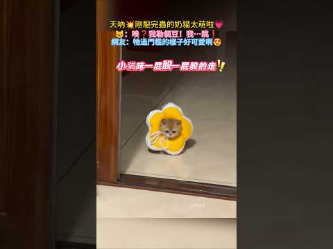 OMG💥小鼻嘎也太萌了💥❗ 小🐱：唉❓我嘞個豆！jump❗網友：牠過門檻的樣子太可愛啦🥰 #cat #cute #funny #shorts #funnyshorts thumbnail