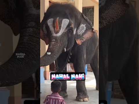 குட்டி கோல்டு ? மம்மி ? என்ன காலையிலே இப்படி தூங்குரான் ? என்ன டா கோல்டு ?  நொண்ணடா கோல்டு ? thumbnail