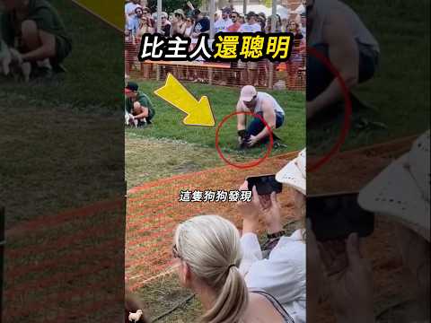 狗狗也懂得干擾比賽🐶 thumbnail