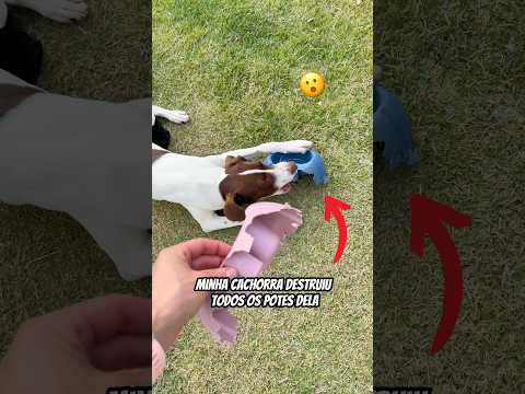 Minha cachorra destruiu os potes dela … então fiz isso ?? #shorts #pets thumbnail