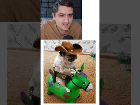 Мем про доблестных собак thumbnail