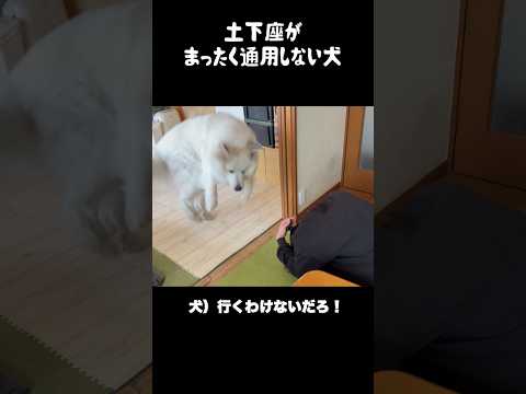 土下座がまったく通用しない愛犬　#greatpyrenees #大型犬のいる生活 #大型犬 #大型犬と暮らす #グレートピレニーズ #愛犬 #犬のいる生活 #可愛い #ゴールデンレトリバー thumbnail