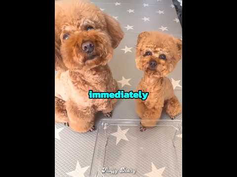 This girl test her dogs honesty ??? thumbnail