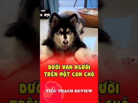Dưới vạn người trên một con chó #shorts thumbnail