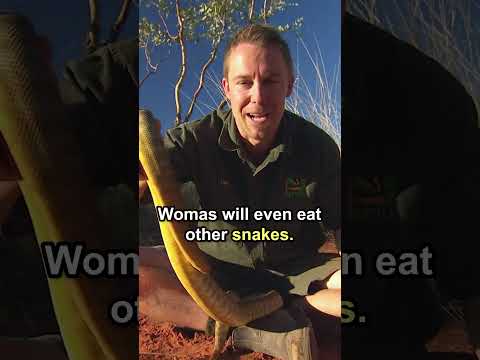 Deadly Snake Is A Cold-blooded Predator #Snakes #Woma #Shorts thumbnail