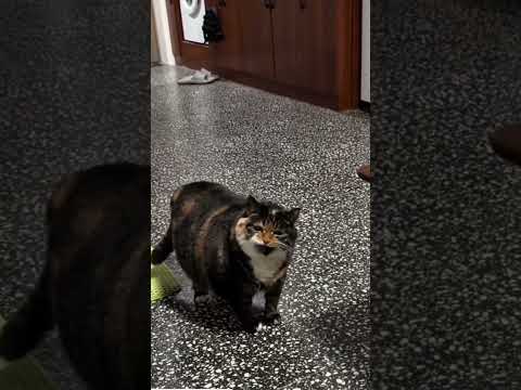 Kedim sanırım aşırı acıkmış ? catlovers?cat videos?funny animals?cartoon? meow meow thumbnail