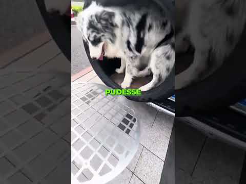 Esse Cachorro Odeia Carro, Então... ? thumbnail
