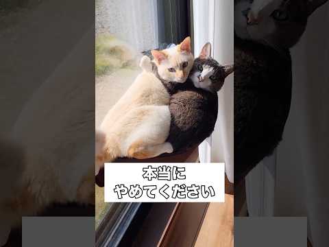 ふたりで乗るなって何回も言ってるよね･･･？ #猫 #茶白猫 #キジ白猫 #shorts thumbnail