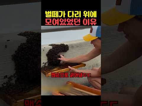 벌떼가 다리 위에 모여있었던 이유 thumbnail