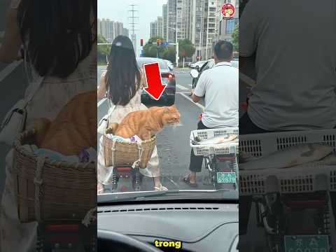 Con mèo tinh nghịch lấy đồ ăn khi chờ đèn đỏ thumbnail