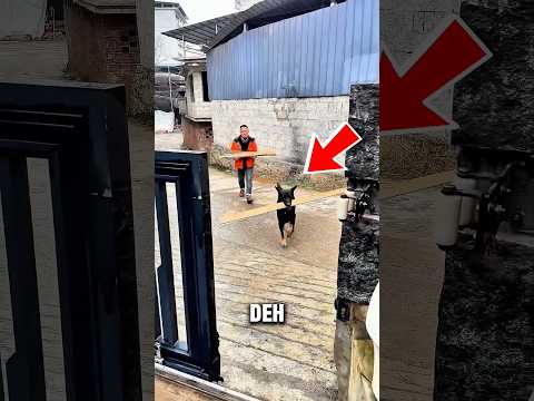 Baru Diajari Sekali, Anjing Cerdas ini Langsung Paham Apa yang Harus Dilakukan! thumbnail