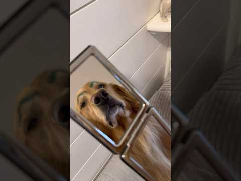 Never sleeping over at my dog’s house again… ￼ thumbnail