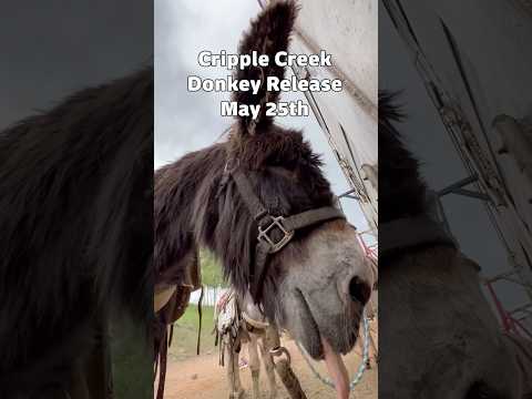 Free Range Donkeys in Cripple Creek! thumbnail