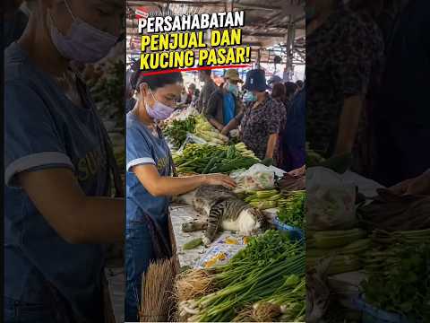 Kucing pasar yang sangat beruntung! 😸 #videoviral thumbnail
