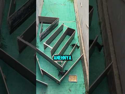 Semua Anjing Gagal, Kucing Ini Langsung Berhasil! #viral #shortvideo thumbnail
