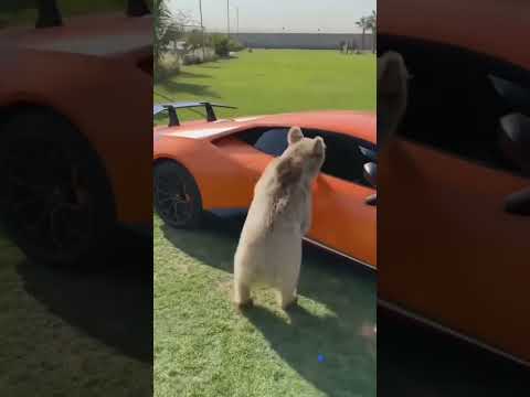 Bear supercar thumbnail