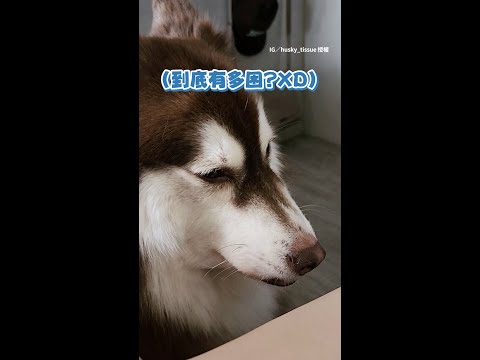 【哈士奇偷饋手】哈士奇趁睡著偷饋下巴 姐手麻起來才發現｜#寵物雲 #shorts thumbnail