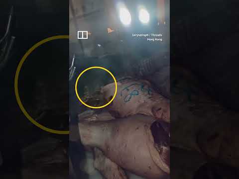 Viral video shows rats roaming over meat in Hong Kong shop thumbnail